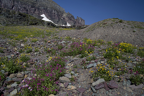 Alpine Flowers at logan Pass